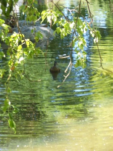 Lithia Park Duck